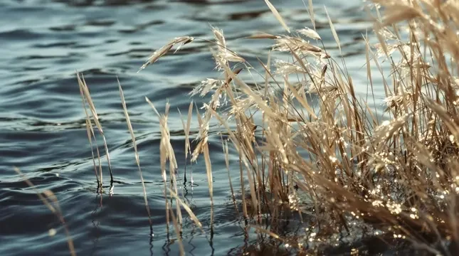 治愈分类 - 河岸风声影像